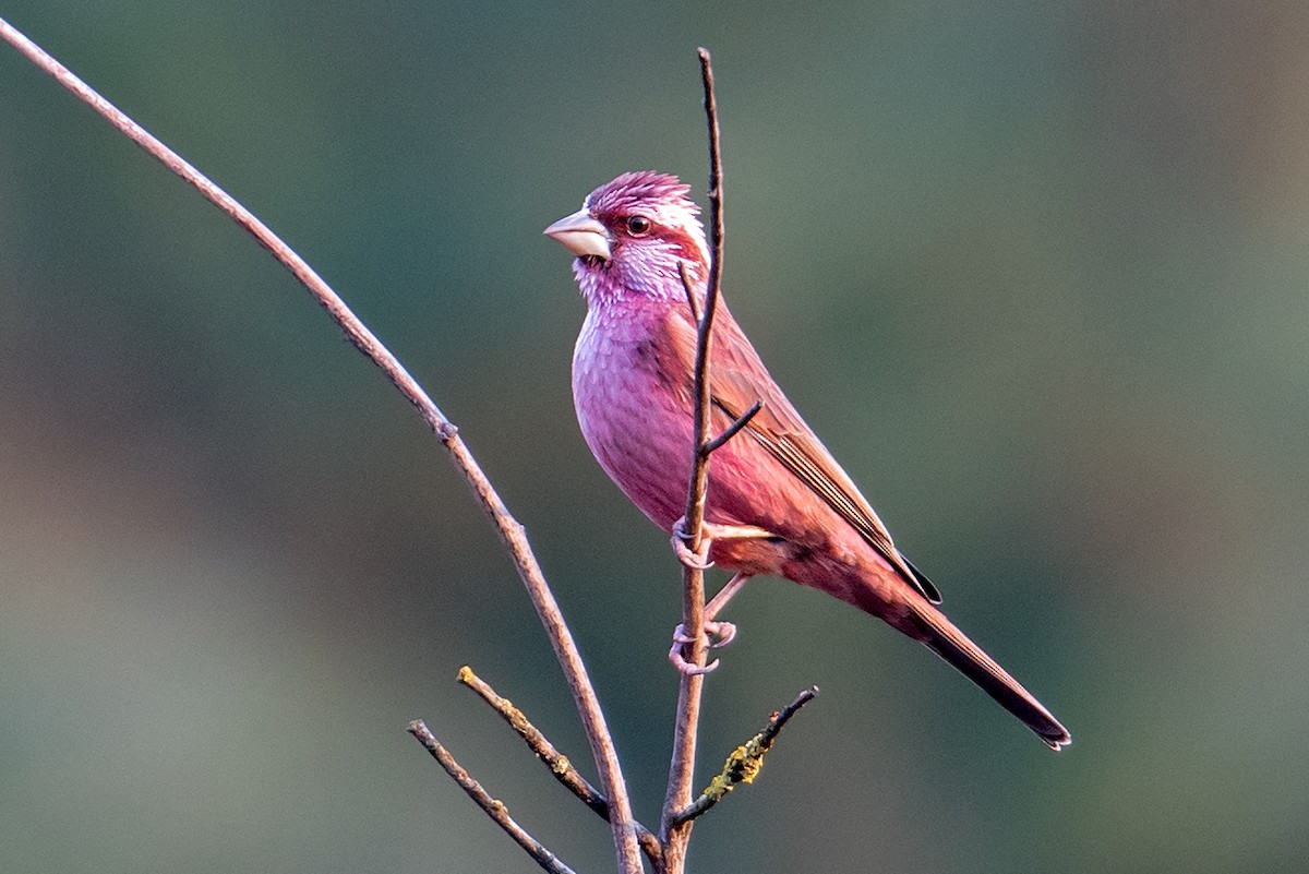 Blyth's Rosefinch - Aseem Kothiala