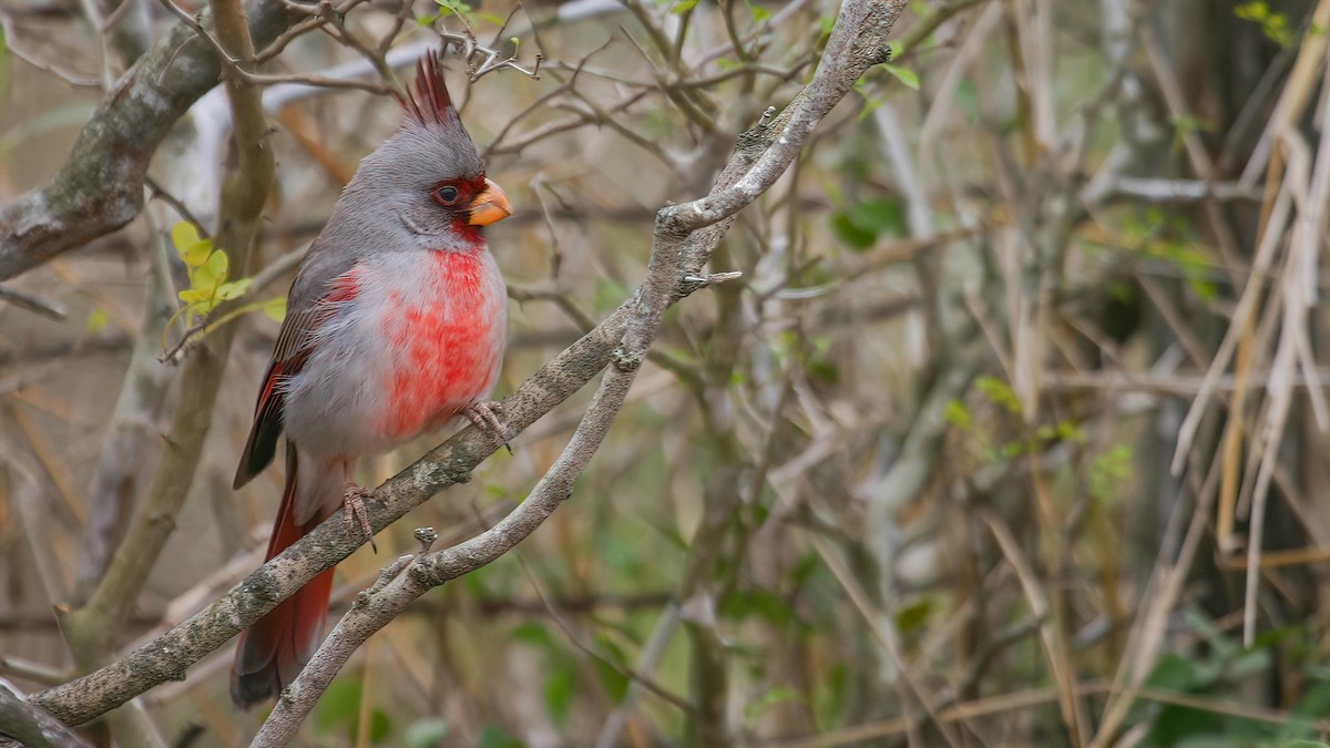 Pyrrhuloxia - Robert Tizard