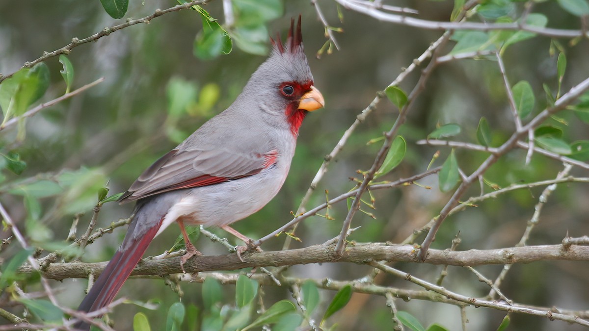 Pyrrhuloxia - ML552423791