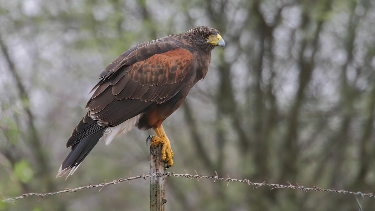 Harris's Hawk - Robert Tizard