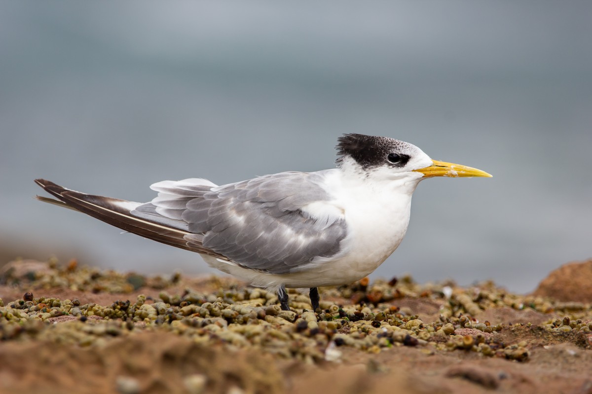 Great Crested Tern - Ewan Auld