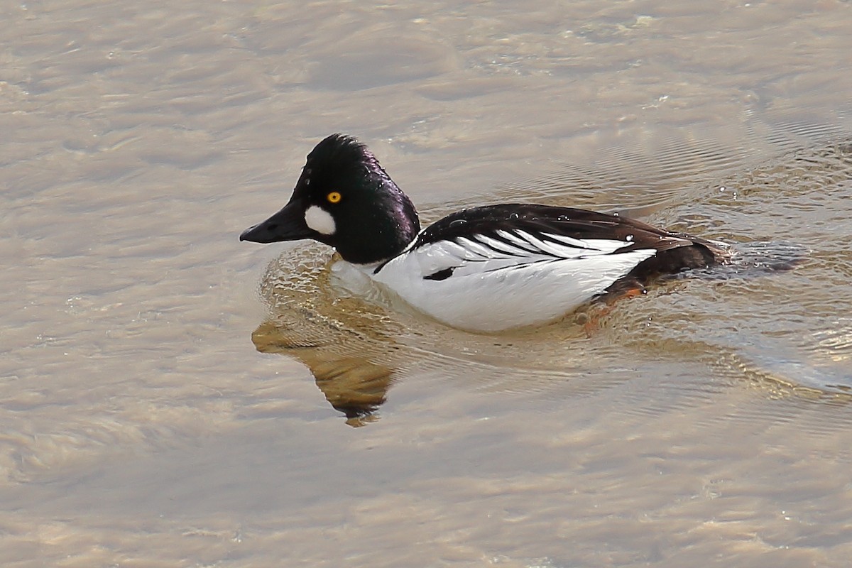 Common Goldeneye - ML552424891