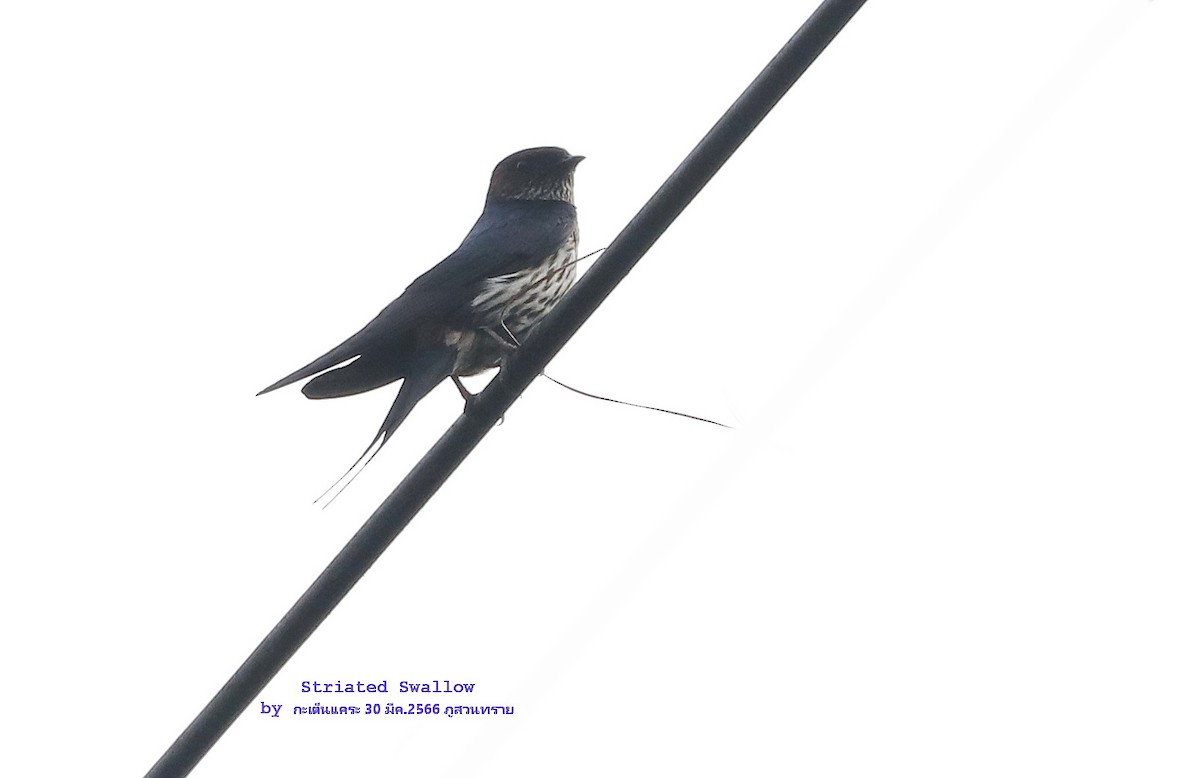 Eastern Red-rumped Swallow (Striated) - ML552424921