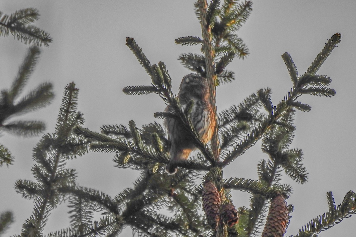 Eurasian Pygmy-Owl - ML552425131