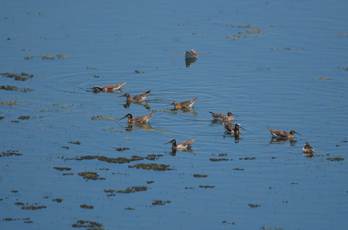 Phalarope de Wilson - ML552425571