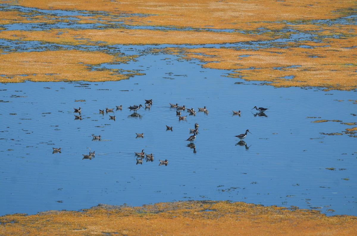 Phalarope de Wilson - ML552425601