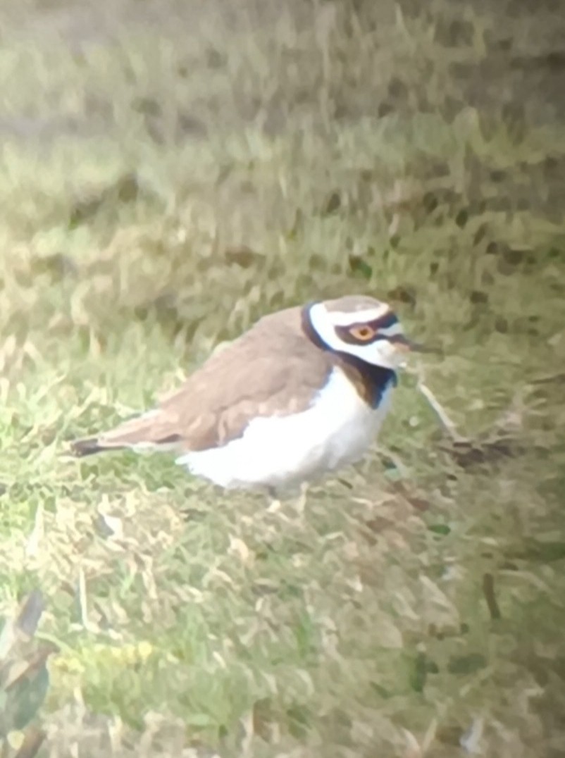 Little Ringed Plover - ML552426021