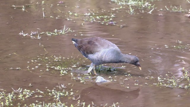 Dusky Moorhen - ML552426361