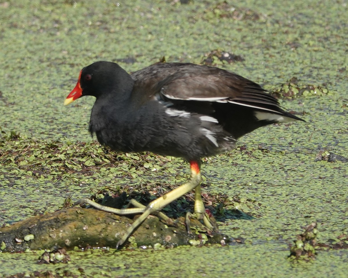 Eurasian Moorhen - ML552426681