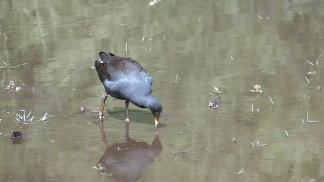 Dusky Moorhen - ML552426981