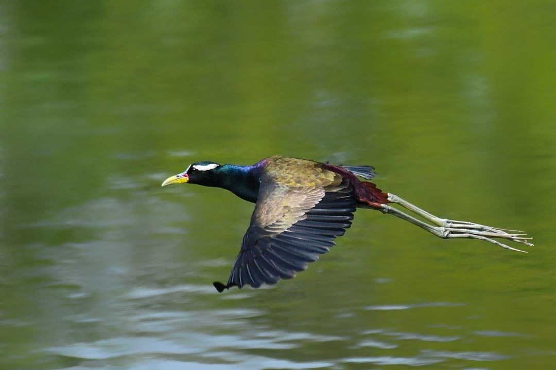 Bronze-winged Jacana - ML552427601
