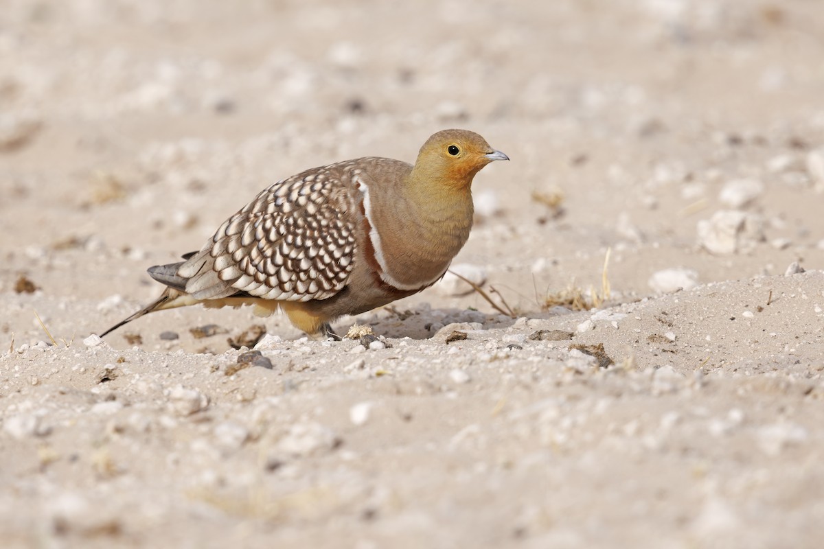 Namaqua Sandgrouse - ML552427641