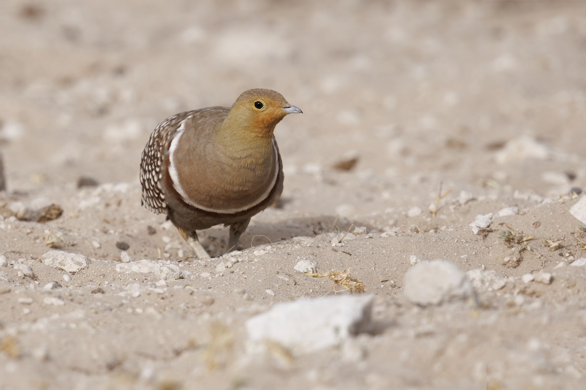 Namaqua Sandgrouse - ML552427651