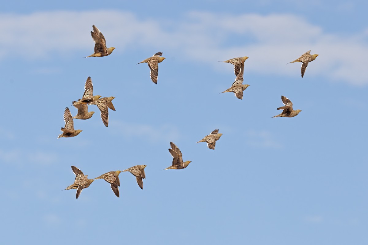 Namaqua Sandgrouse - ML552427661