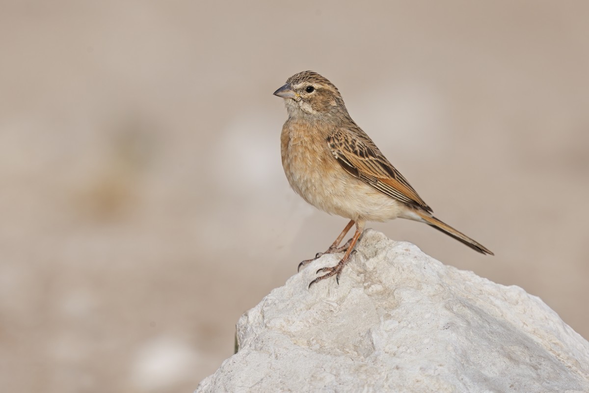 Lark-like Bunting - ML552427681