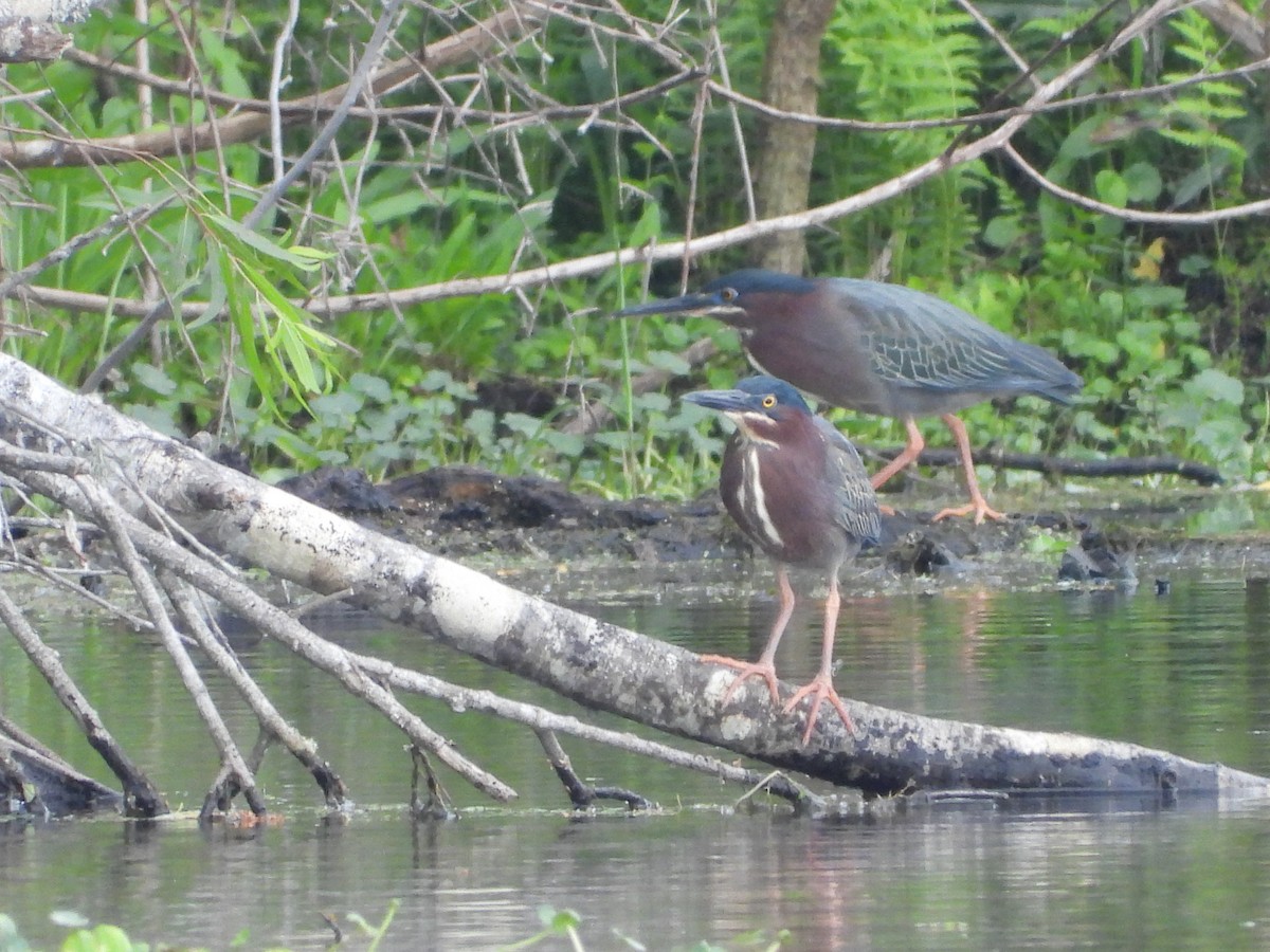 Green Heron - ML552427851