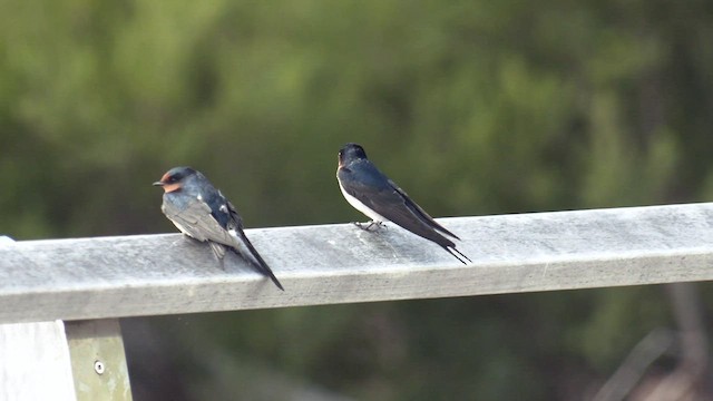 Golondrina Australiana - ML552429041