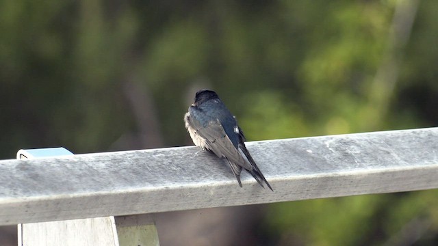 Golondrina Australiana - ML552429691