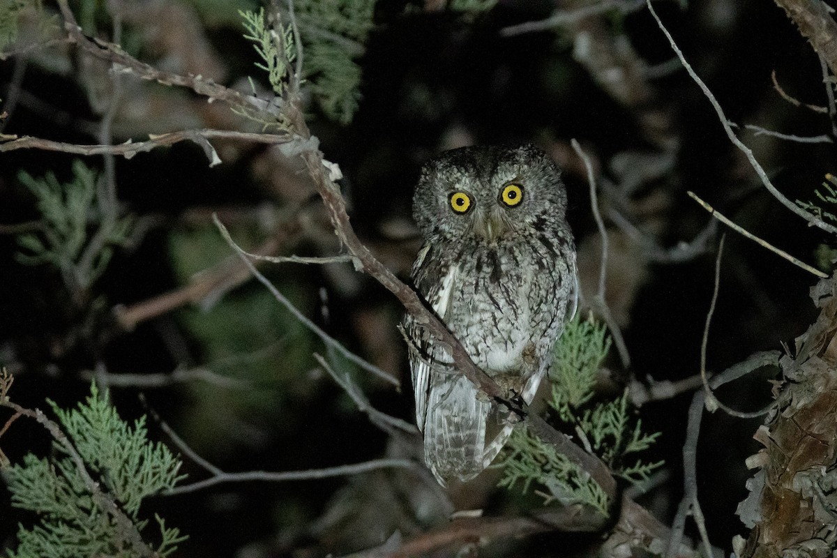 Whiskered Screech-Owl - Levi Plummer