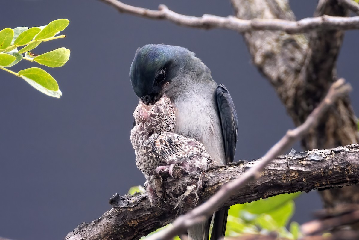 カンムリアマツバメ - ML552430691