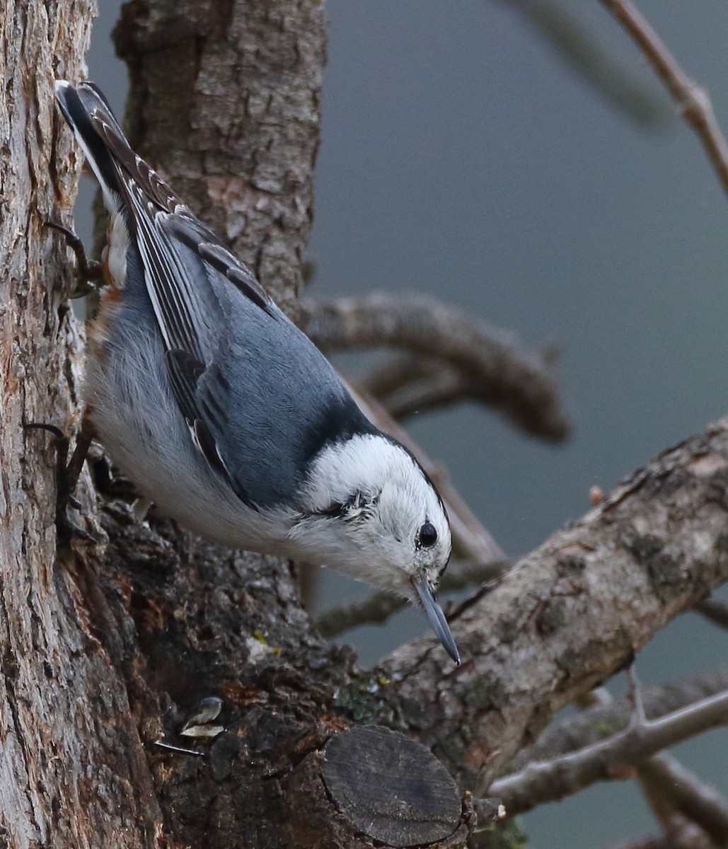 White-breasted Nuthatch - ML552430861