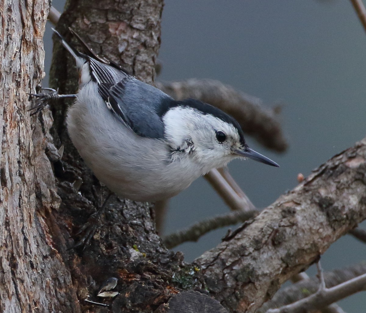 White-breasted Nuthatch - ML552430981