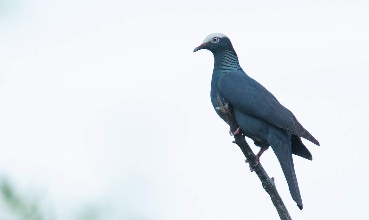 White-crowned Pigeon - ML552431031