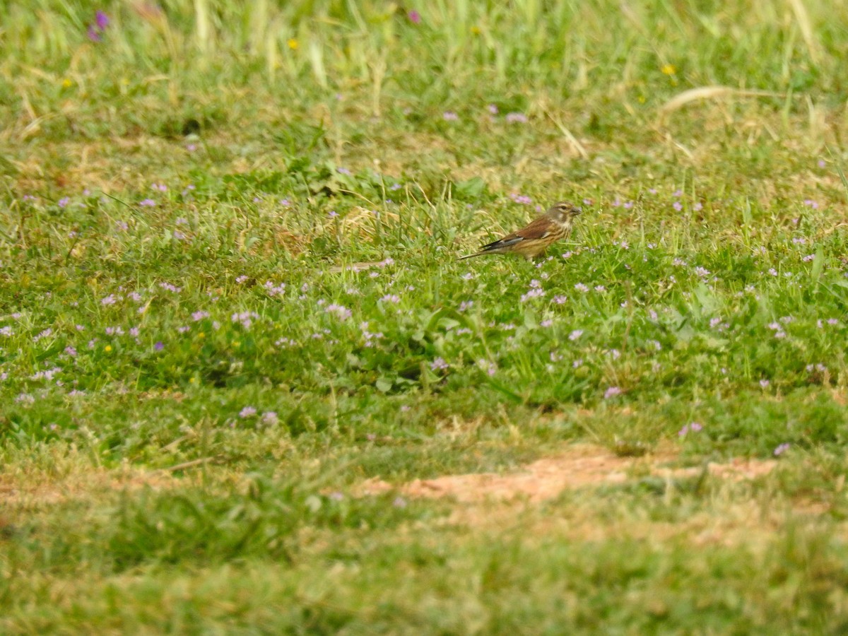 Eurasian Linnet - Jorge Sepulveda