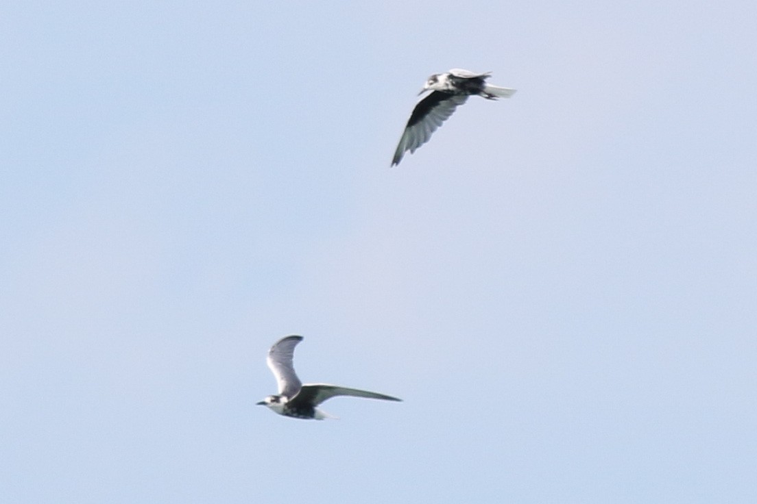 White-winged Tern - Bryn Pickering