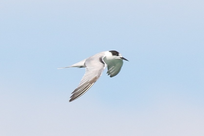 Common Tern (longipennis) - ML552432211