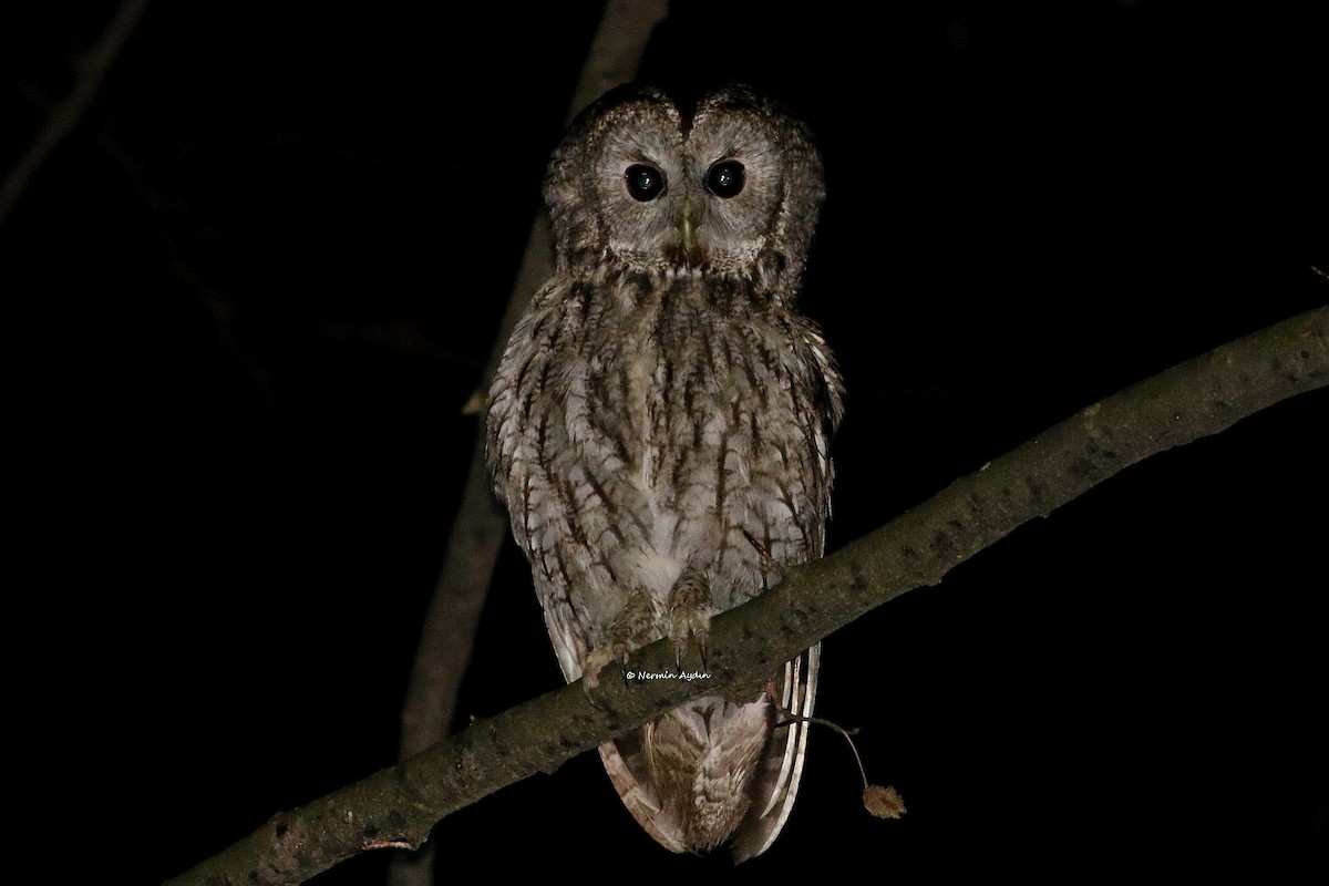 Tawny Owl - ML552432801
