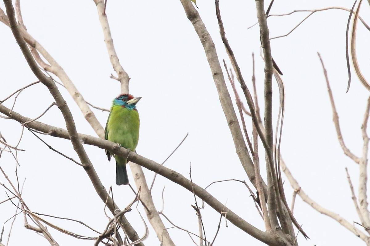 Blue-throated Barbet - ML552432841