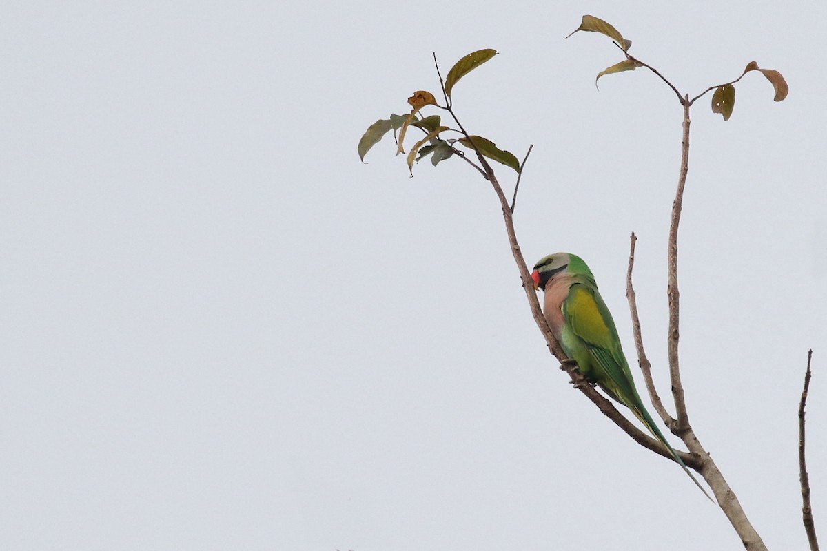 Red-breasted Parakeet - ML552432851