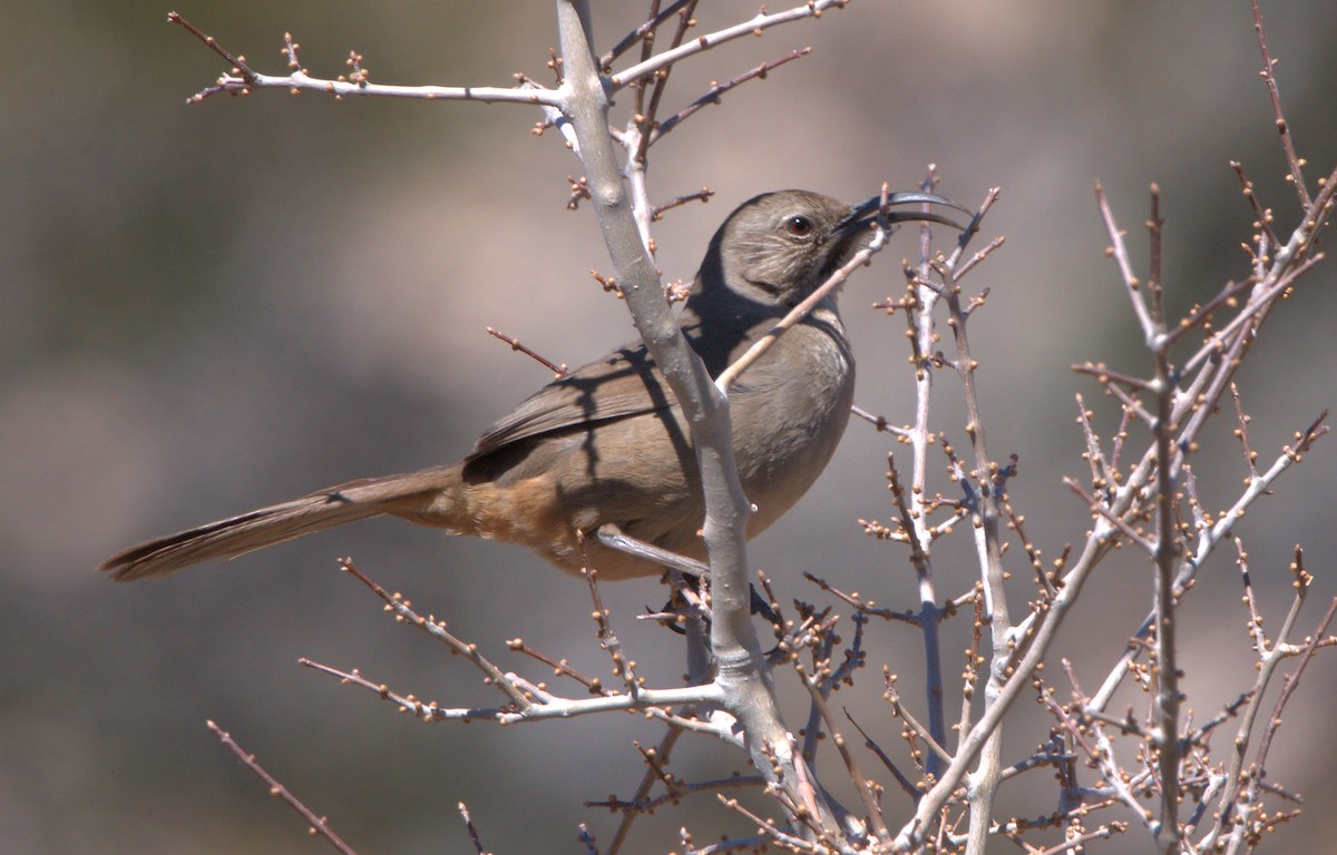 California Thrasher - ML552433121