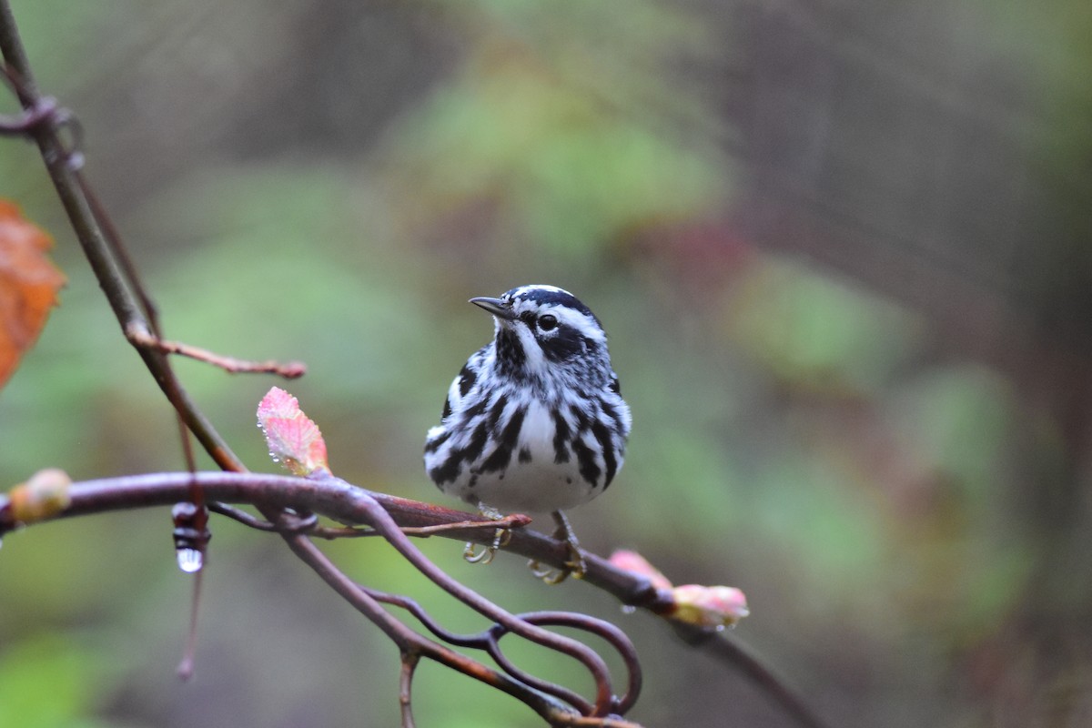 Black-and-white Warbler - Brian Schmoke