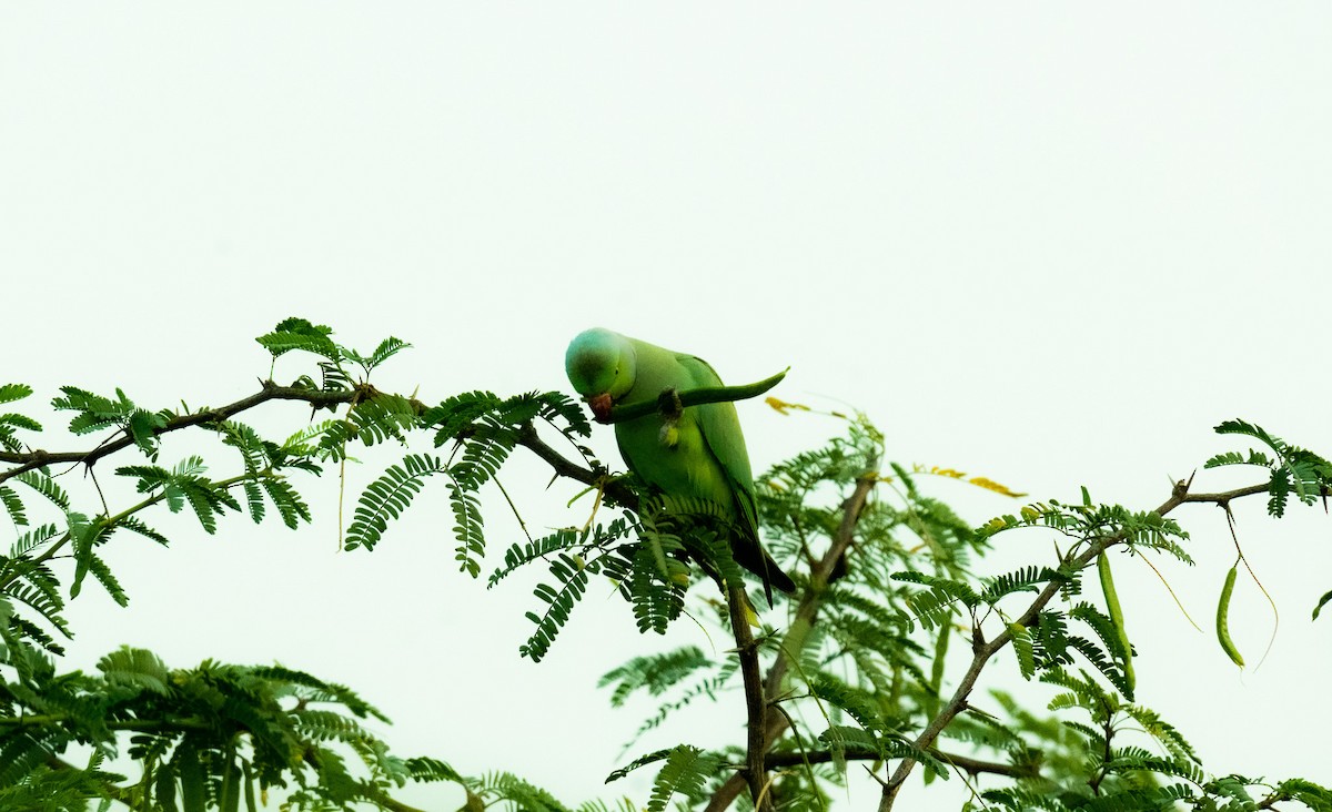 Rose-ringed Parakeet - ML552434761