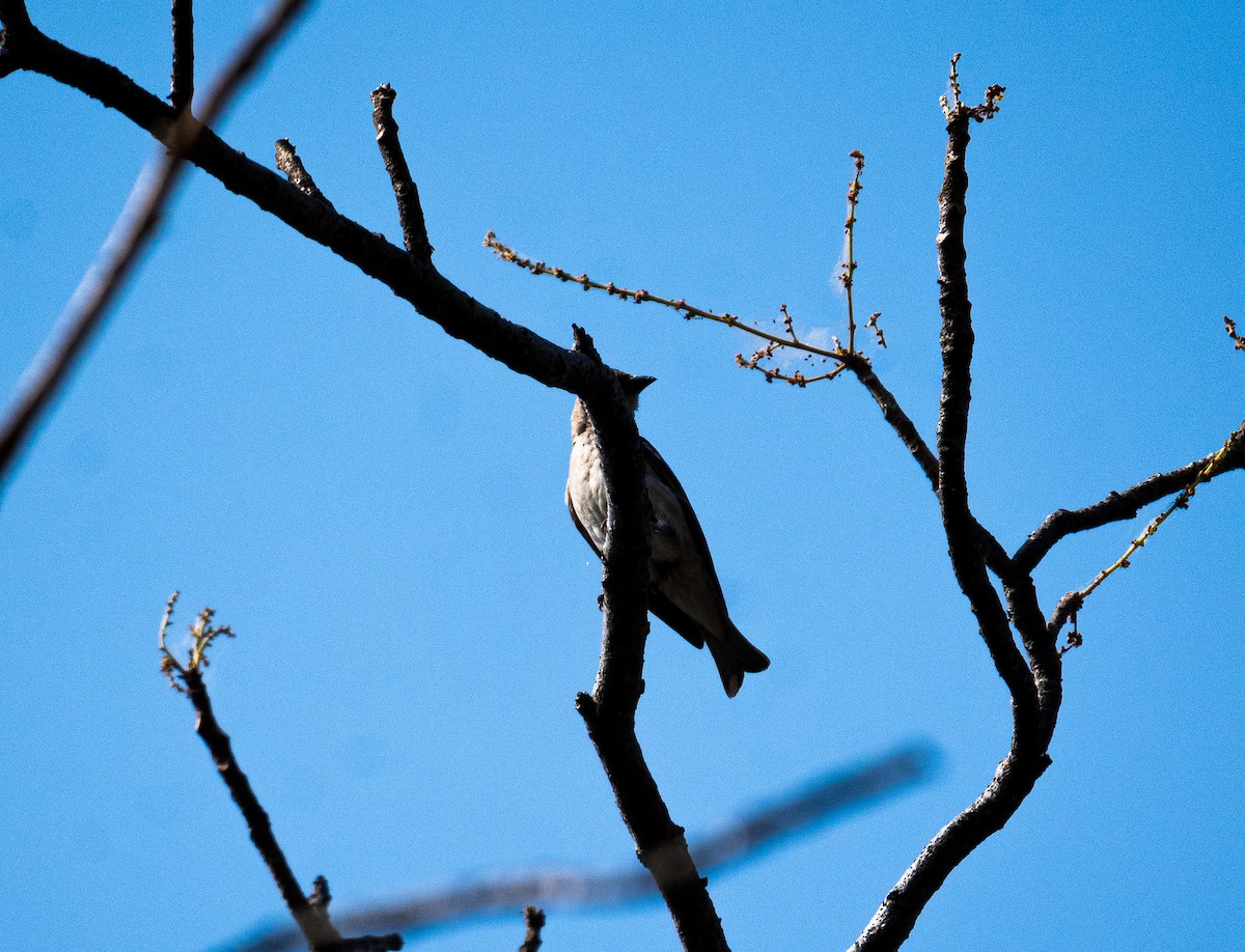 Yellow-throated Sparrow - ML552434841