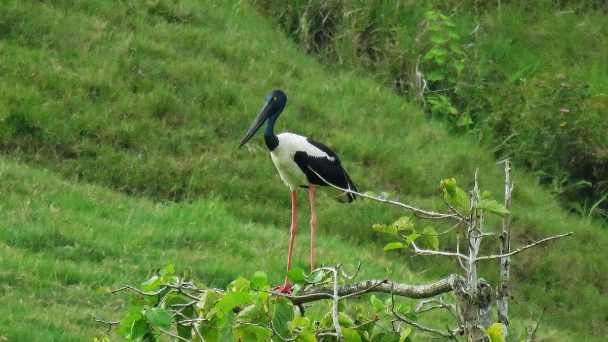 Black-necked Stork - Martien Prins