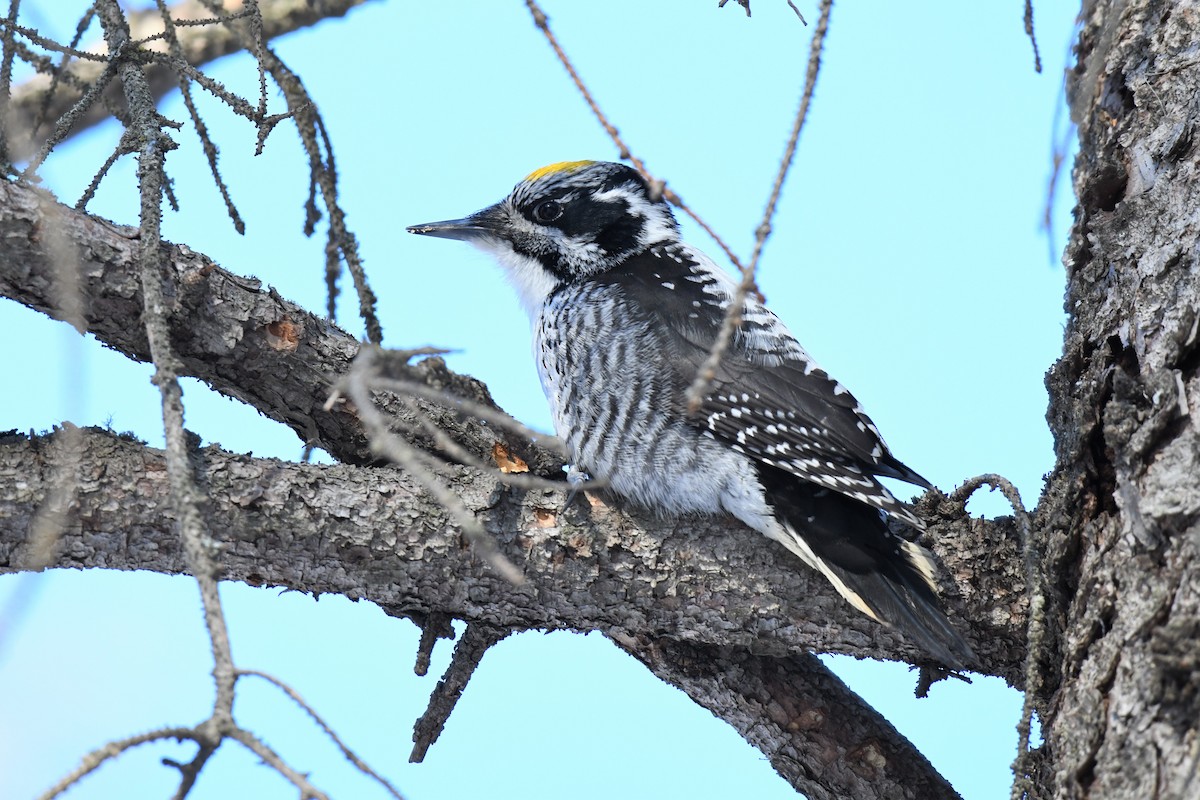 American Three-toed Woodpecker - ML552435581