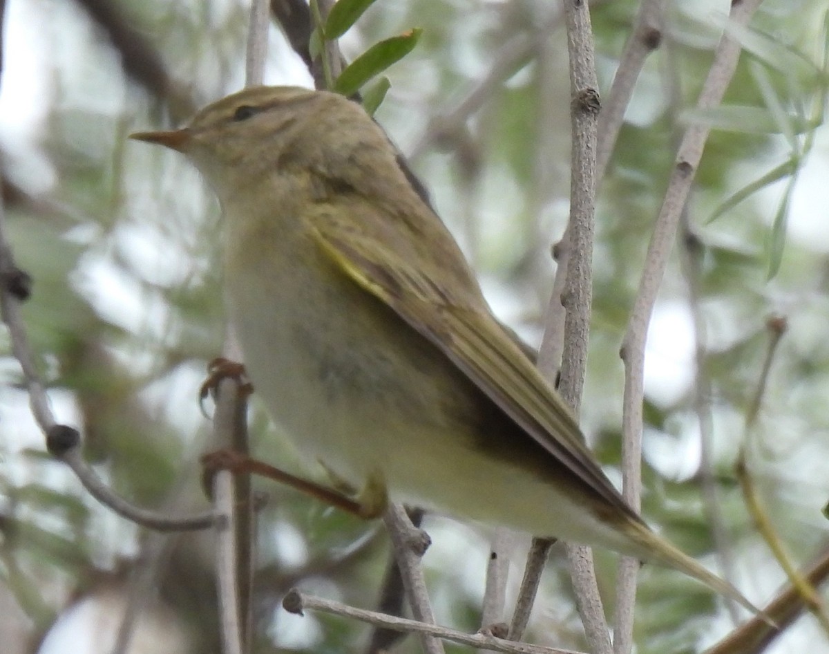 Willow Warbler - ML552436861