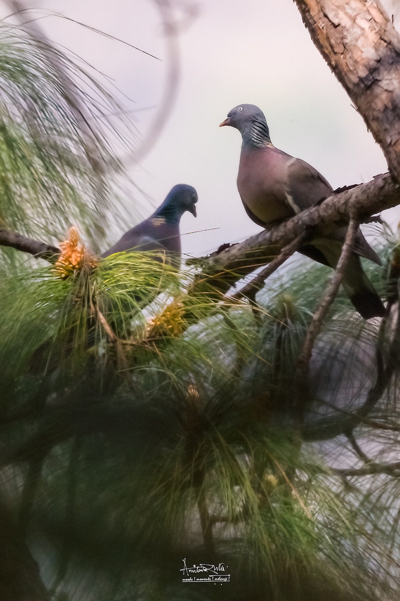 Common Wood-Pigeon - Amitava Dutta