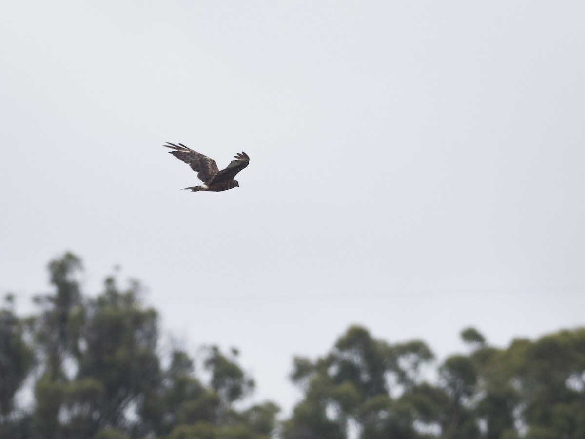 Swamp Harrier - ML552438541