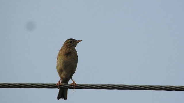 Paddyfield Pipit - ML552438811