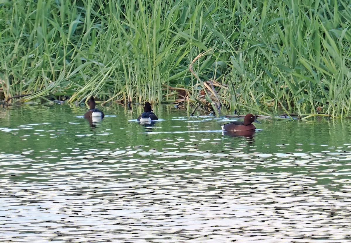 Ferruginous Duck - ML552439011