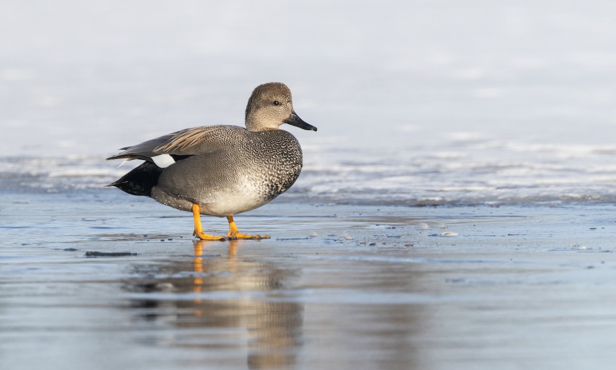 Gadwall - Zak Pohlen