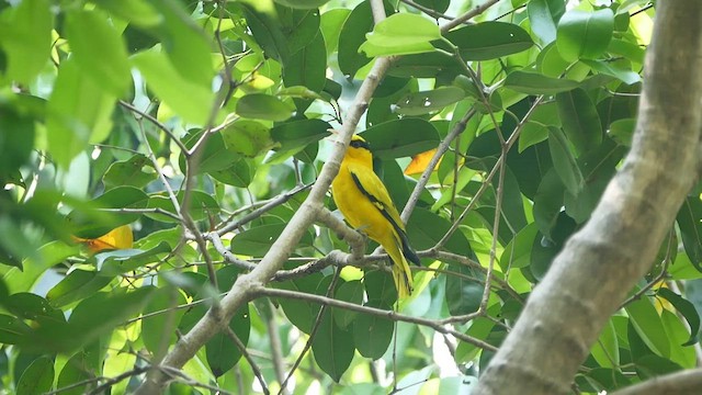 Black-naped Oriole - ML552440881