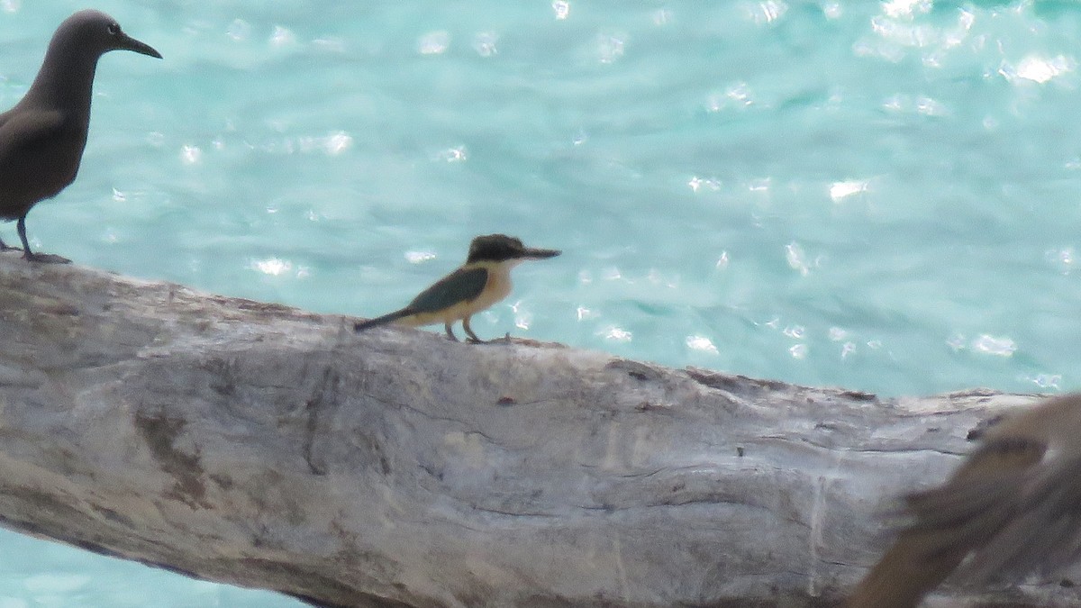 Sacred Kingfisher - ML552441861