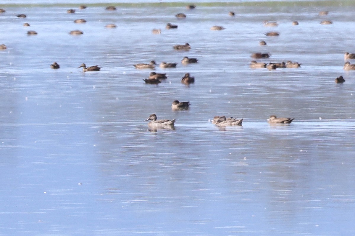 Freckled Duck - Ged Tranter