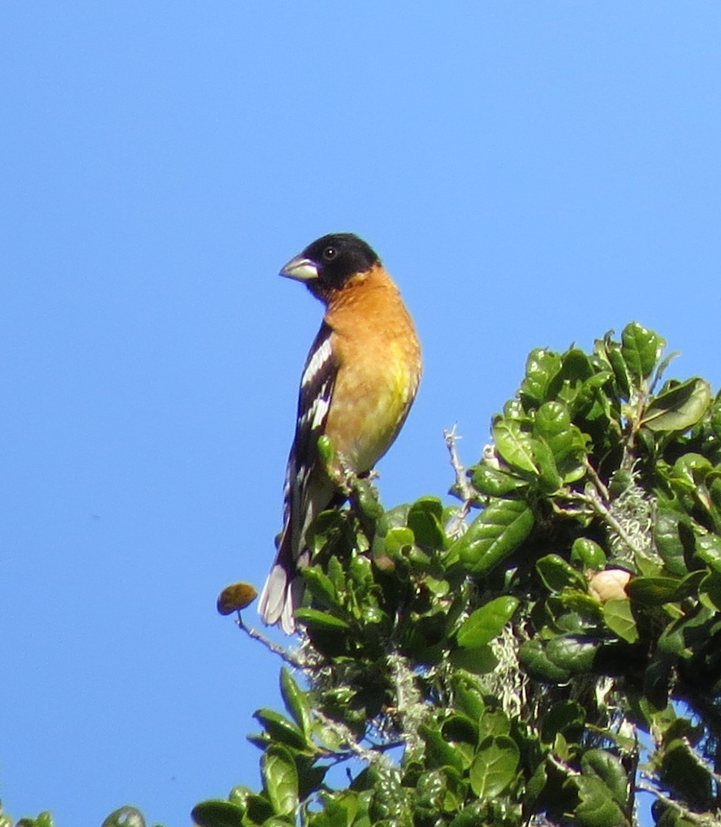 Black-headed Grosbeak - ML55244291