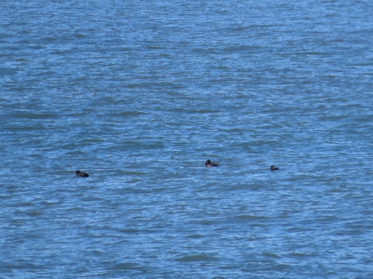 White-winged Scoter - ML552443241